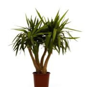 Plante D’ interieur Yucca Quatre Pieds